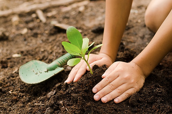 Milestone: 13,258 Trees Planted in FY2023 Through the “PPP Project”