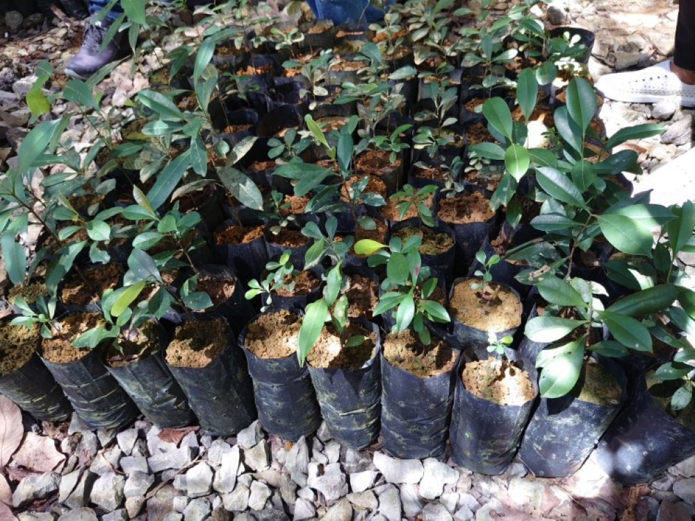 Seedlings grown by local village groups in preparation for reforestation